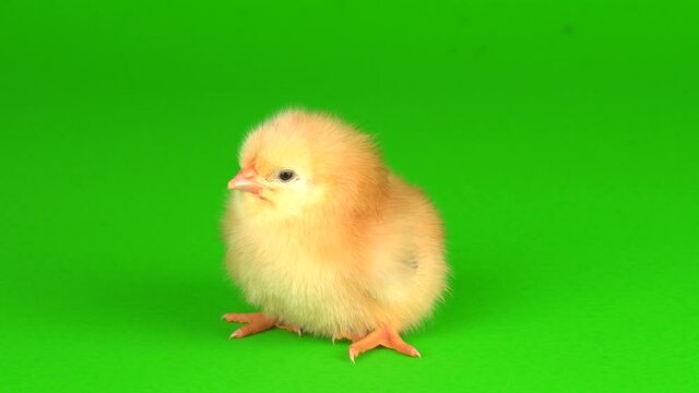 little chickens on a green background screen