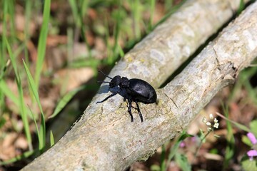 Meloe proscarabaeus beetle in the spring forest