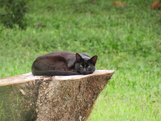 Gato.