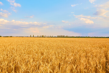 Fototapeta premium Image of wheat field with blue sky