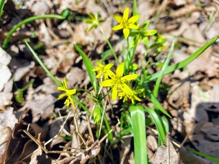 spring flower in the grass