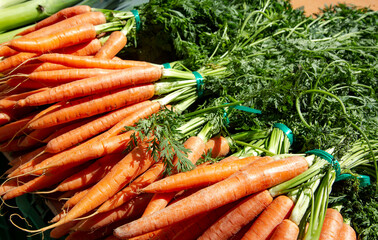 Bunches fresh orange carrots with a green stems only from the garden on the market. Healthy food concept.