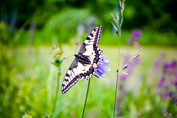 beautiful swallowtail