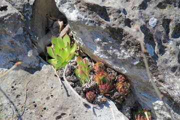 Stone rose Sempervívum on the stones in the spring forest