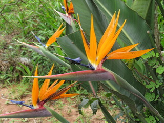 Flores em destaue.