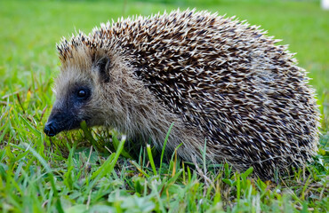 hedgehog