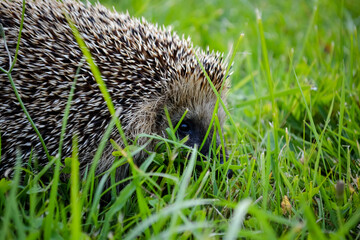 hedgehog peeping for you