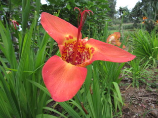 Flores em destaue.