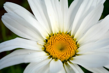 camomile 