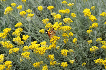 butterfly drinking nectar from flowers Cineraria maritima