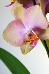Bright phaleonopsis orchid flower with white background