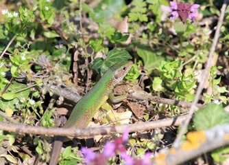 Lizard Lacerta viridis on rocks in the spring forest