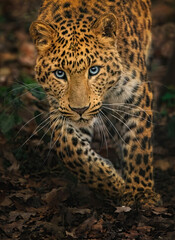 North-Chinese leopard (Panthera pardus japonensis) running on the path in the leaves, close up portrait while looking at you