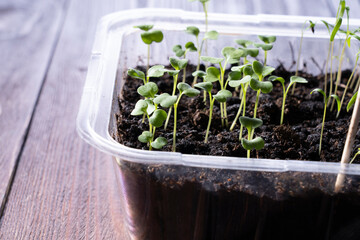 arugula sprouts in the ground close-up, selective focus, concept of healthy food