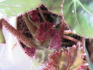 Folhagem com folhas vermelhas.