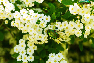 White Spirea flowers on a bush and a green beetle