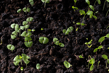arugula sprouts in the ground close-up, selective focus, concept of healthy food