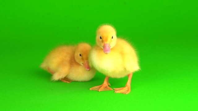 little yellow ducklings on a green background screen duck