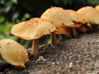 Cogumelos em tronco de árvore.