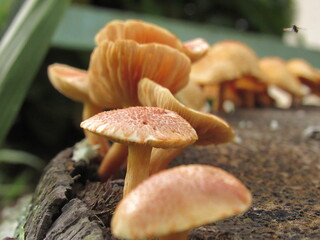 Cogumelos em um tronco de árvore.