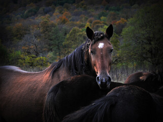 portrait of a horse