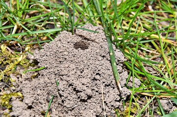 Gniazdo pszczolinki wiosennej (Andrena haemorrhoa)  pośród źdźbeł trawy