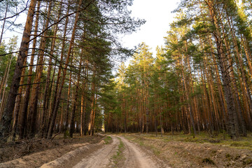 dirt road in a pine forest beautiful view in a coniferous forest,