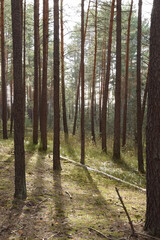 Obraz premium Pine forest sunny spring day