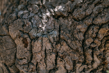 The texture of the bark of a large old tree on a sunny day. Close-up. Macro