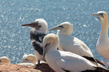 Basstölpel Junges auf Helgoland