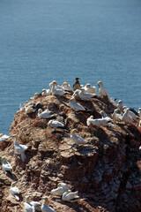 Basst&ouml;lpel mit Jungtieren an der K&uuml;ste Helgolands