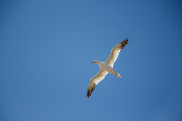 Basst&ouml;lpel im Flug