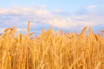Image of wheat field with blue sky