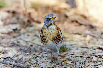 The fieldfare, Turdus pilaris. Large species of thrush with white abdomen, brown back, orange beak and throat and gray head.