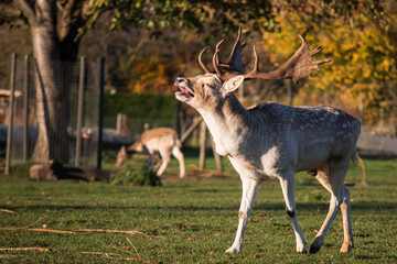 Naklejka na ściany i meble Male fallow deer (Dama dama) performing mating call