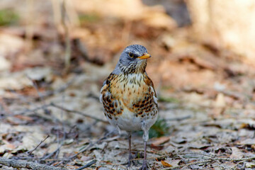 The fieldfare, Turdus pilaris. Large species of thrush with white abdomen, brown back, orange beak and throat and gray head.