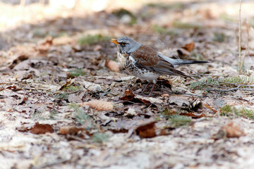 The fieldfare, Turdus pilaris. Large species of thrush with white abdomen, brown back, orange beak and throat and gray head.