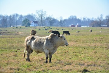 cows in the field