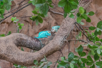 Chamäleons auf Baum