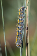 Caterpillar in its natural environment.