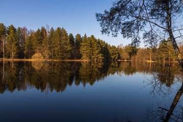 Fototapeta premium River flood in the foreground. Trees grow in the river. The blue sky and trees are reflected in the water.
