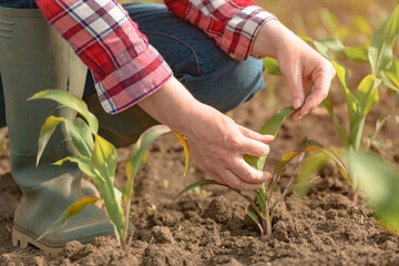 Female agronomist examining young green corn crops in field