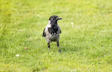 Hooded crow standing on the grass in Scotland