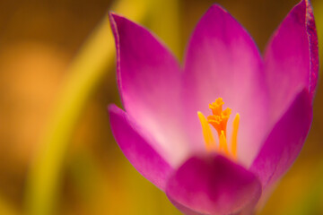 Obraz na płótnie Canvas Crocus vernus with pink petals. Spring crocus. Spring flowers. Close-up. Macro. Soft focus.