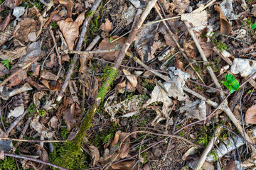 Waldboden mit alten Blättern und Ästen