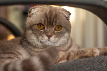 Scottish fold cat looking forward