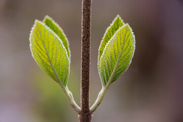 frisch gewachsene Blätter im Frühjahr