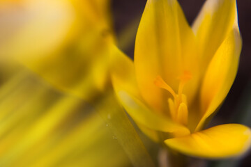 Crocus vernus . Spring Crocus. Spring flowers with yellow petals. Close-up. Macro. Soft focus.