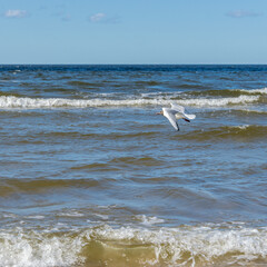 Fototapeta na wymiar Seagull flies over the waves of the sea on a windy sunny day