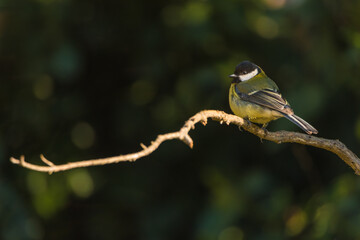 A close-up of Great tit (Parus major) in the forest.